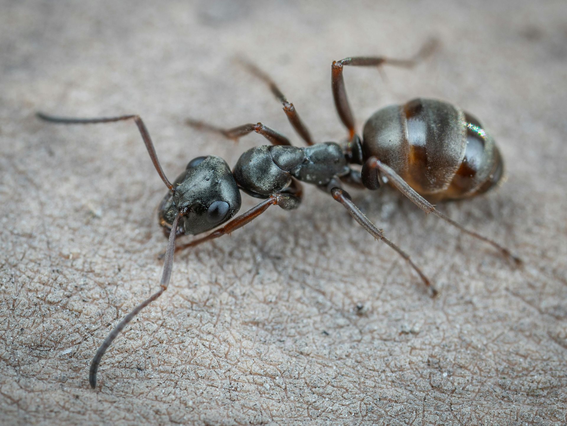 carpenter ants removal in Queens, NY