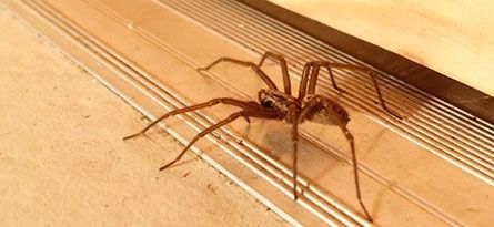 A large brown spider crawling on a light-colored surface with metal edging.