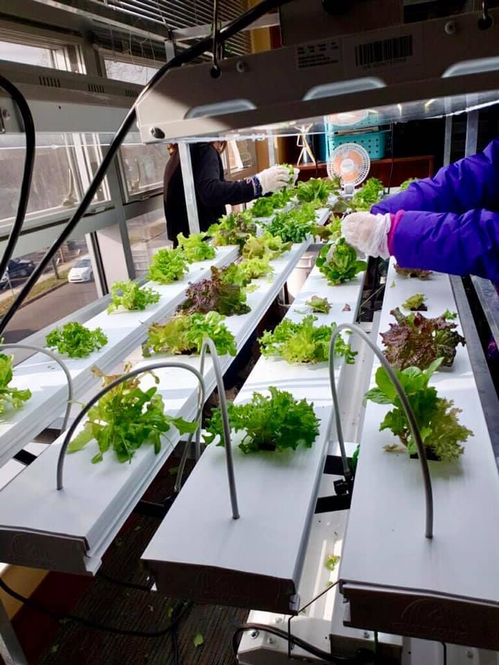 A person is growing lettuce in a greenhouse