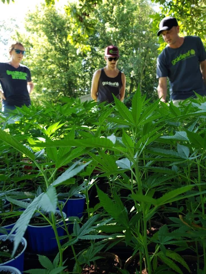 Three people standing in a lush green garden among tall plants in bright sunlight