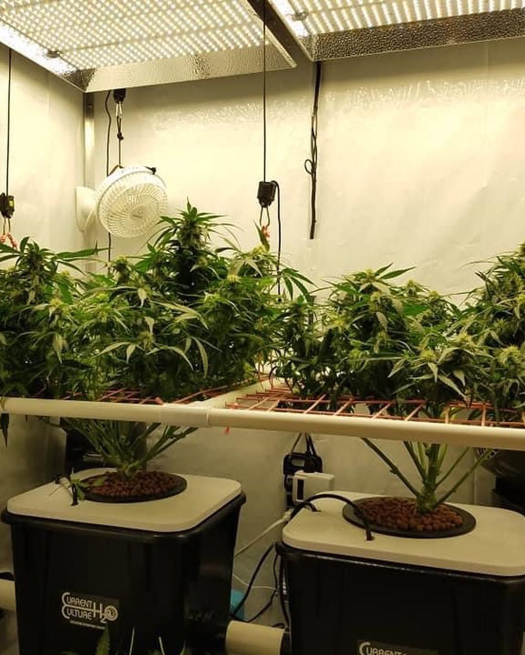 A room filled with lots of plants and a fan.