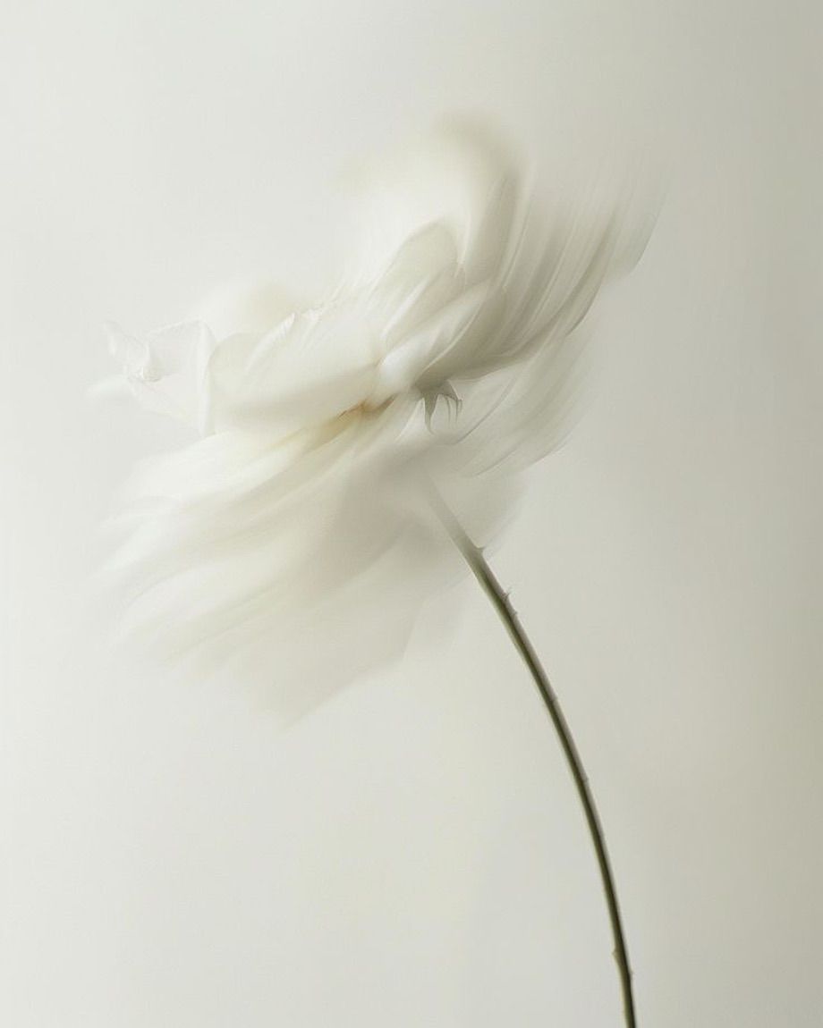 Fiore bianco con petali sfocati su uno stelo sottile su uno sfondo bianco delicato.