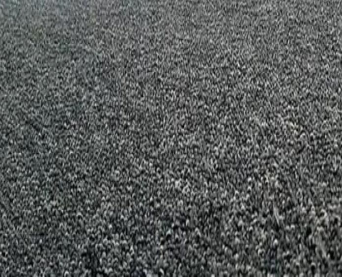 ALFOMBRA