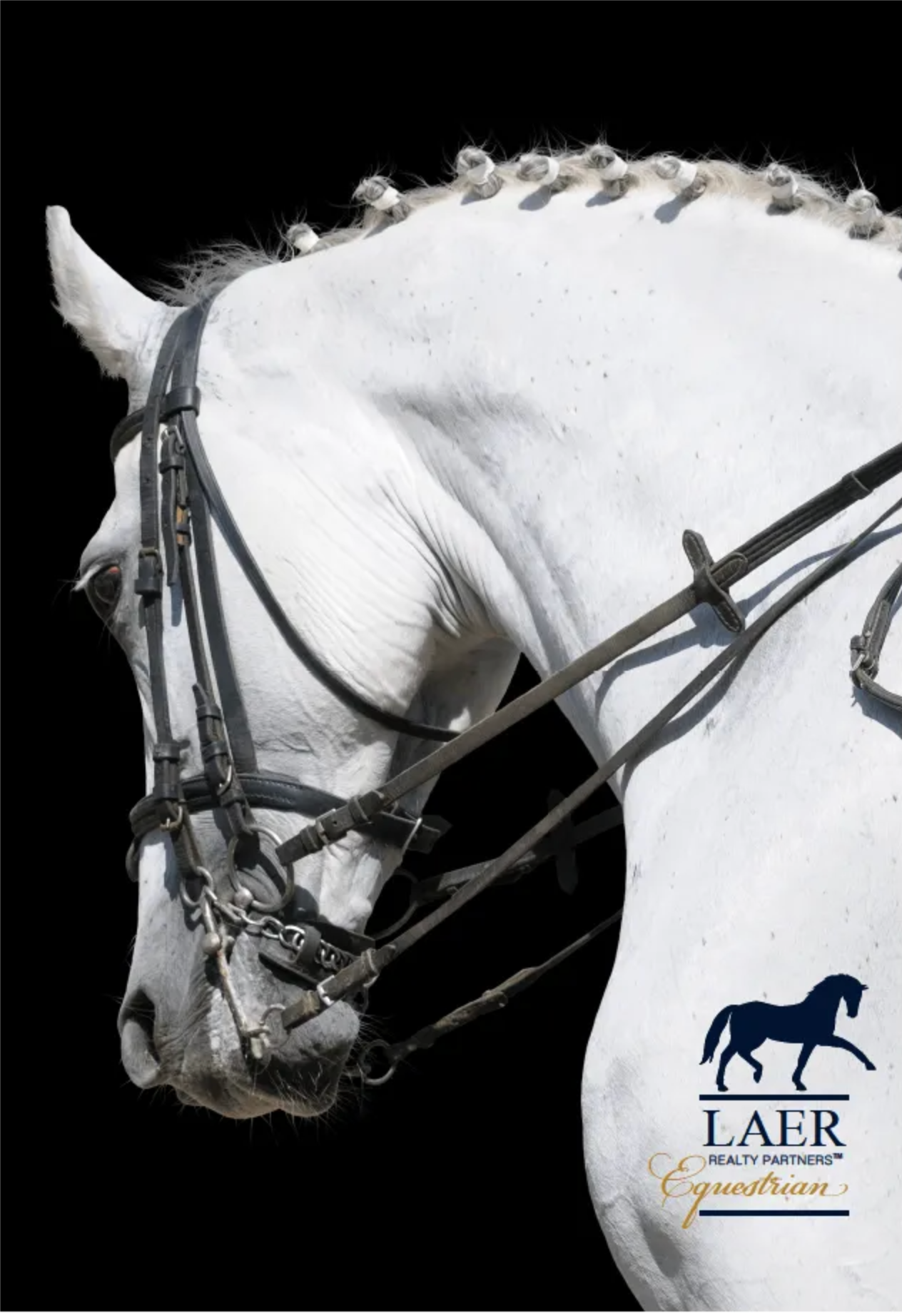 White Dressage Horse