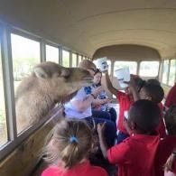 Camel leaning through bus window toward children inside a safari vehicle