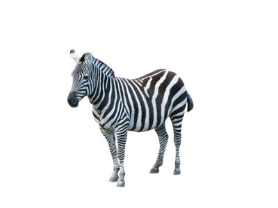 Zebra standing on a white background, facing left