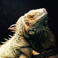 Close-up of a green iguana against a dark background, with eyes closed and spines visible