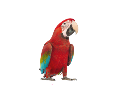 Colorful red, green, and blue parrot standing on a white background