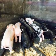 A litter of piglets huddled together in a barn pen on straw bedding.
