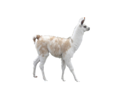 White and tan llama standing in profile on a plain white background