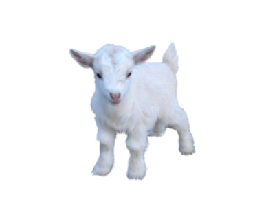 White baby goat standing on a plain white background