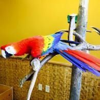 Bright red, blue, and yellow parrot perched on a branch against a yellow wall