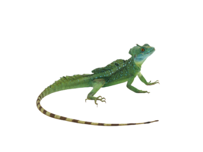 Green lizard with a long striped tail on a white background