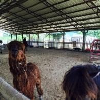 Two Llamas in a covered barn pen, one facing the camera and another in the foreground