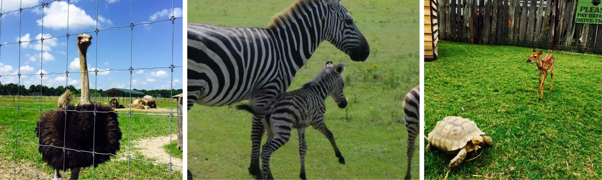 Three zoo scenes: ostrich, zebra with foal, and turtle in a grassy enclosure.
