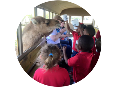 Children feed a camel on a bus ride at a safari park