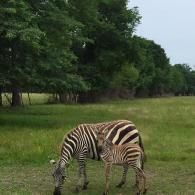Two zebras grazing in a grassy field beside trees