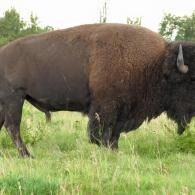 Large dark brown bison standing in green grass with trees in the background