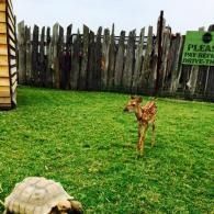 Small deer standing on green grass near a wooden fence, with a shell in the foreground