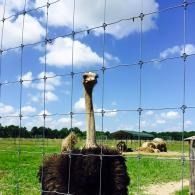 Ostrich behind a wire fence in a grassy field under a blue sky