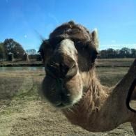 Close-up of a camel’s face and neck on a sunny field with blue sky background