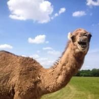 Camel standing in a grassy field under a blue sky with clouds, mouth open as if laughing