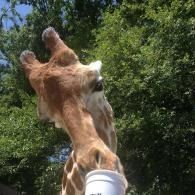 Giraffe reaching for food above a white bucket in a sunny, leafy outdoor setting