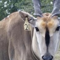 Close-up of a tan antelope with horns and an ear tag numbered 211