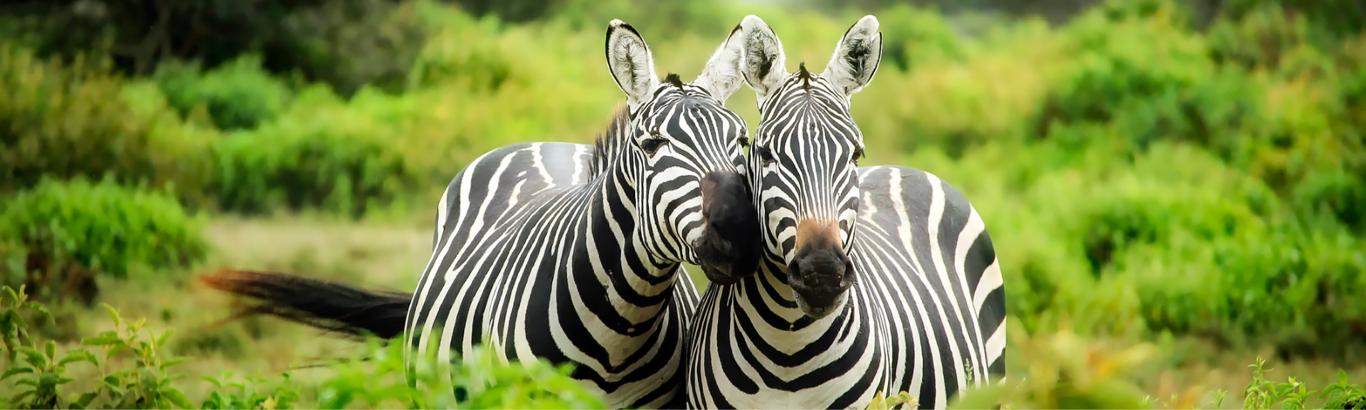Two zebras standing side by side in green grassland with a blurred forest background