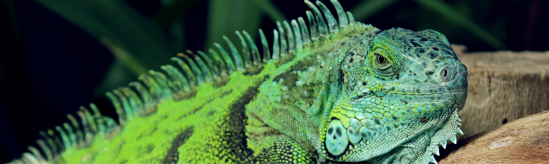 Bright green iguana resting on a branch against a dark background