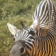 Close-up of a zebra’s face and neck in grassy sunlight