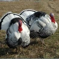 Two white turkeys with black tail feathers standing in a grassy field