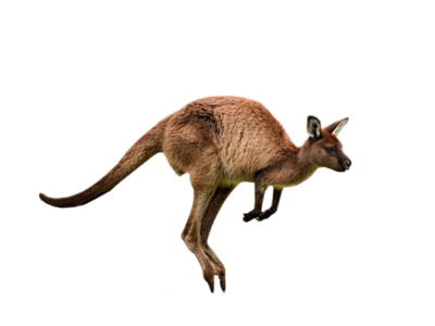 Brown kangaroo leaping forward against a white background