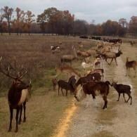 A herd of deer stands and walks along a dirt path in a grassy field with trees in the background.