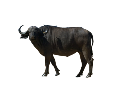 Dark buffalo standing on a white background