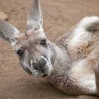 Kangaroo lying on its side in sandy dirt, looking toward the camera with one ear raised.