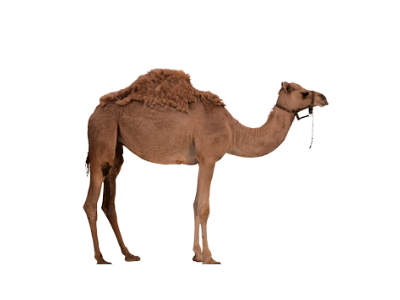 Brown camel standing in profile on a white background, wearing a halter.