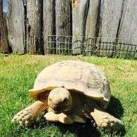 Large tortoise on grass in a backyard, with a wooden fence behind it.
