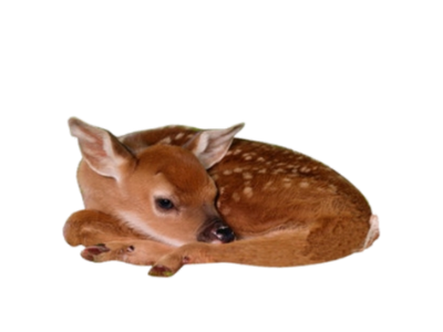Small brown fawn curled up sleeping on a white background
