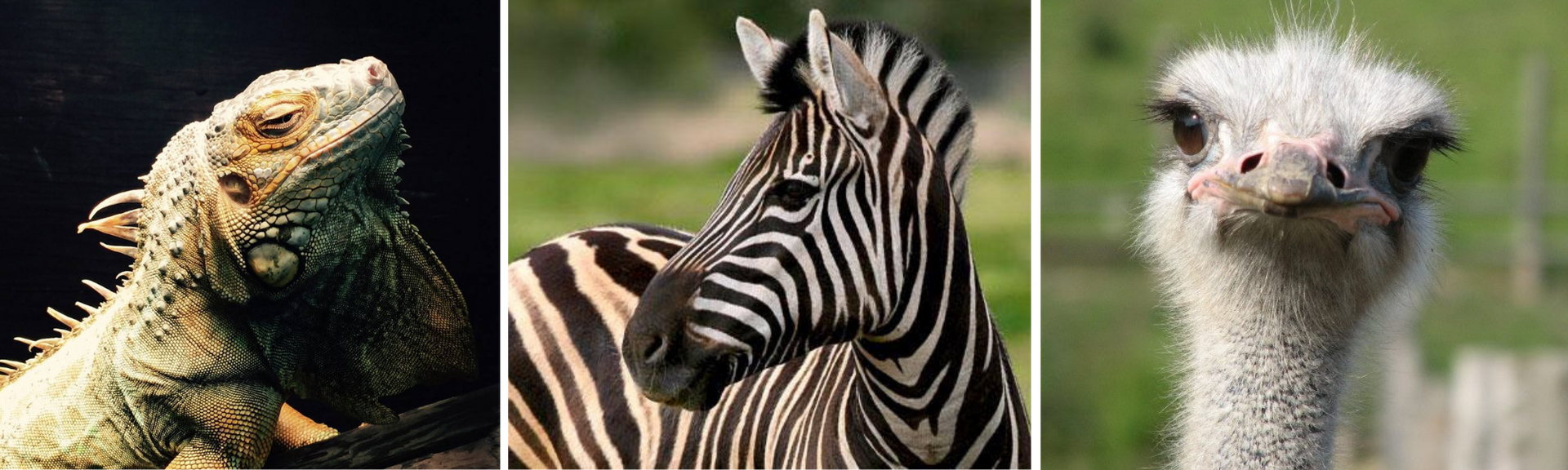 Three close-up animal portraits: a lizard, a zebra, and an ostrich on a plain background.