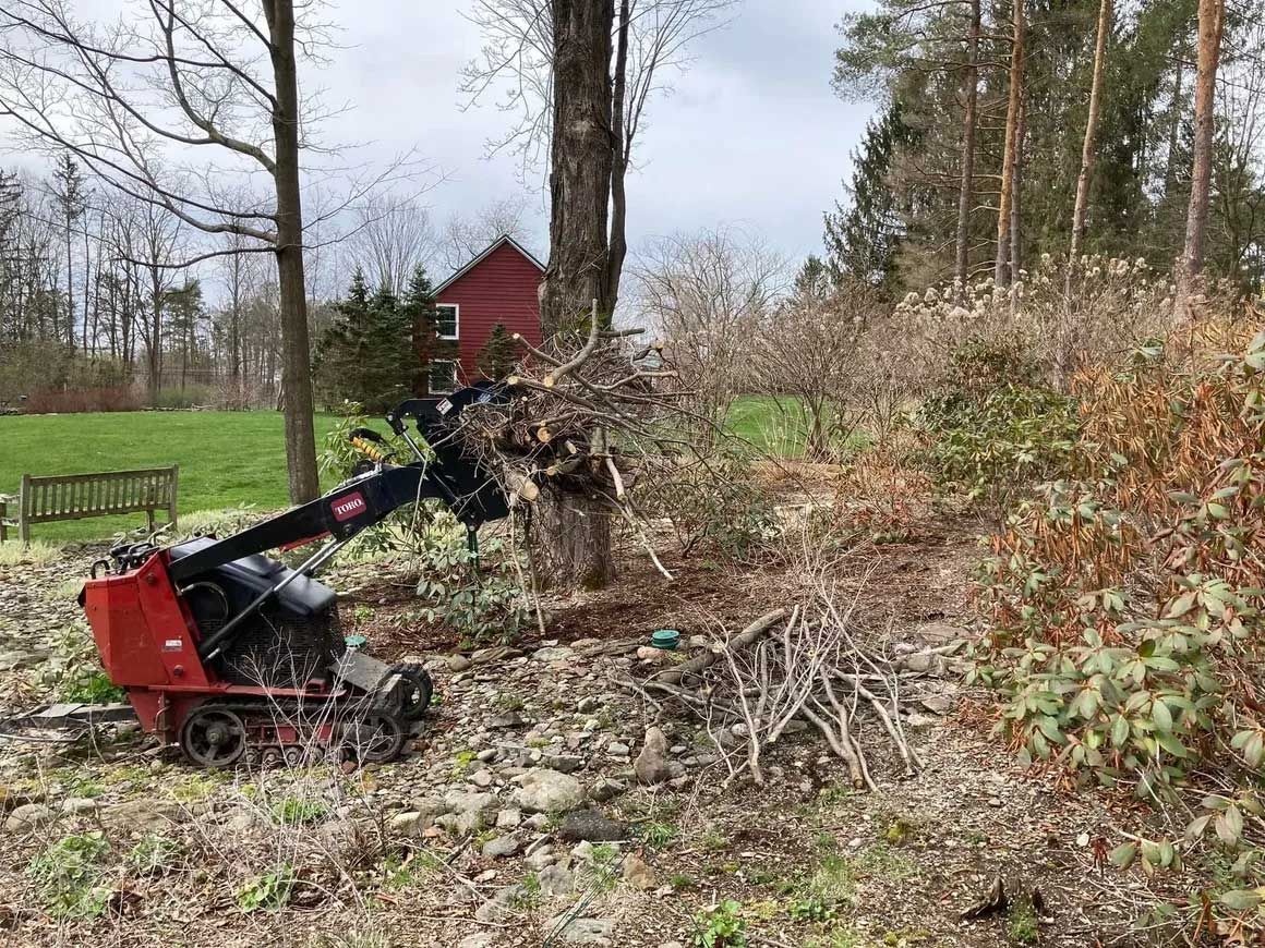 Tree Removal 1