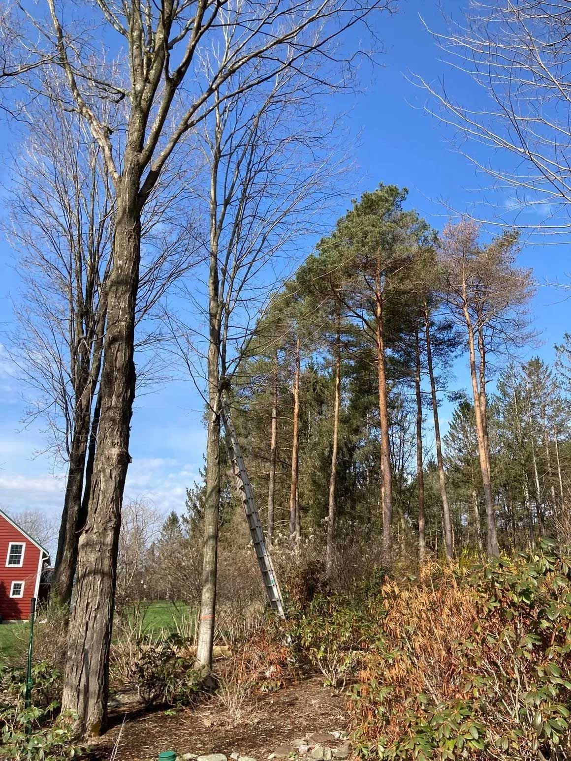 Tree Removal 10