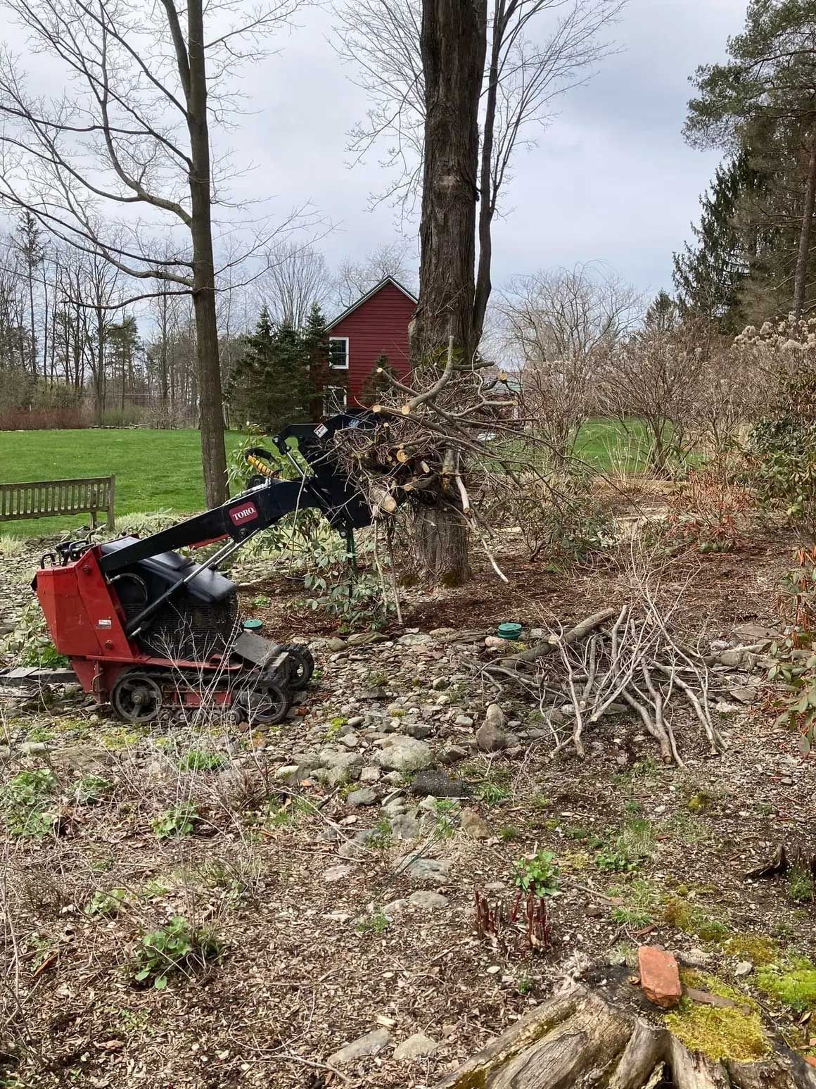 Tree Removal 11