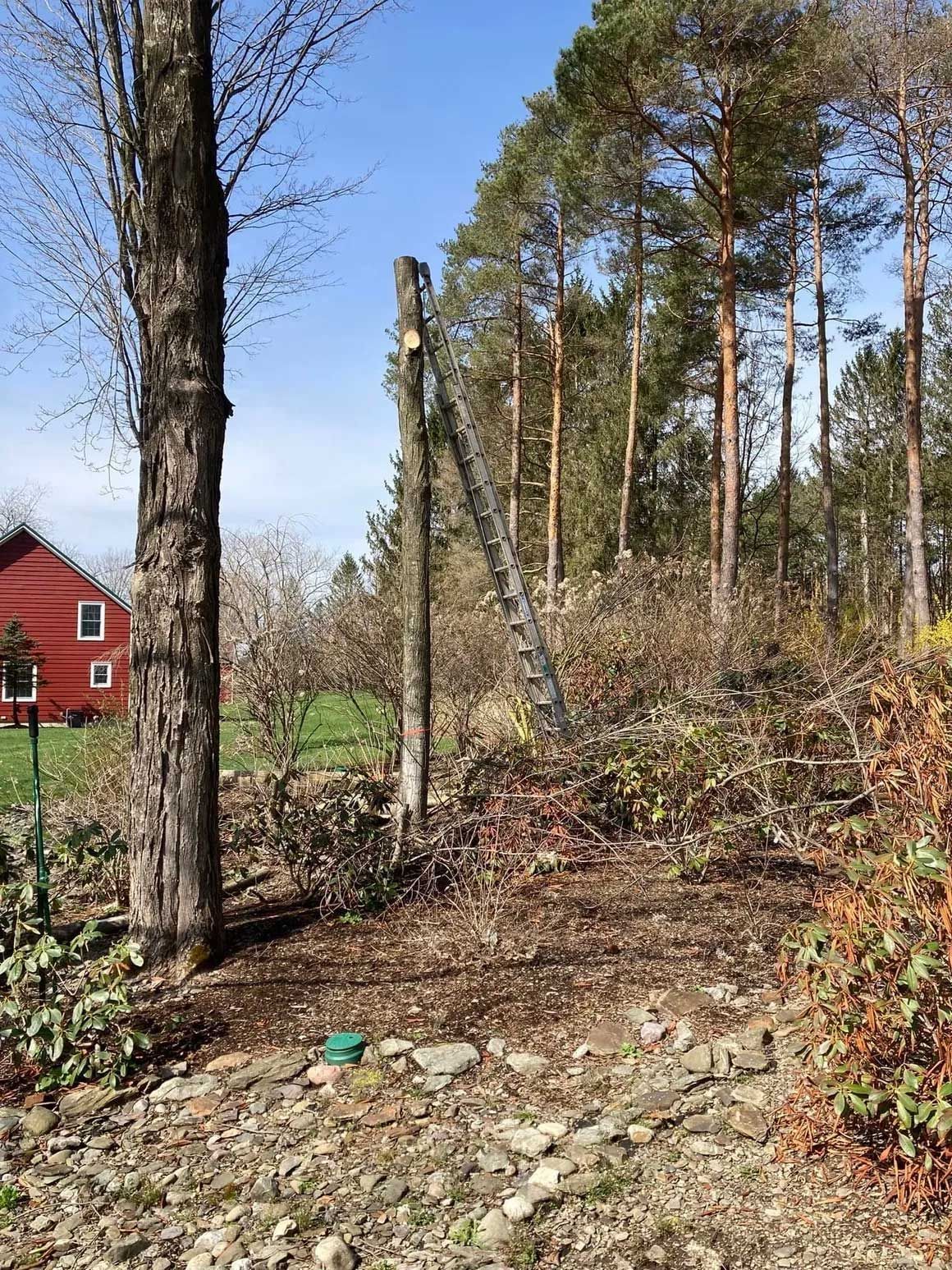Tree Removal 13