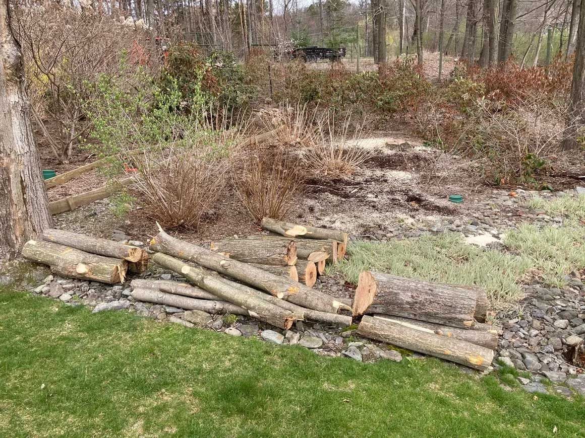 Tree Removal 14