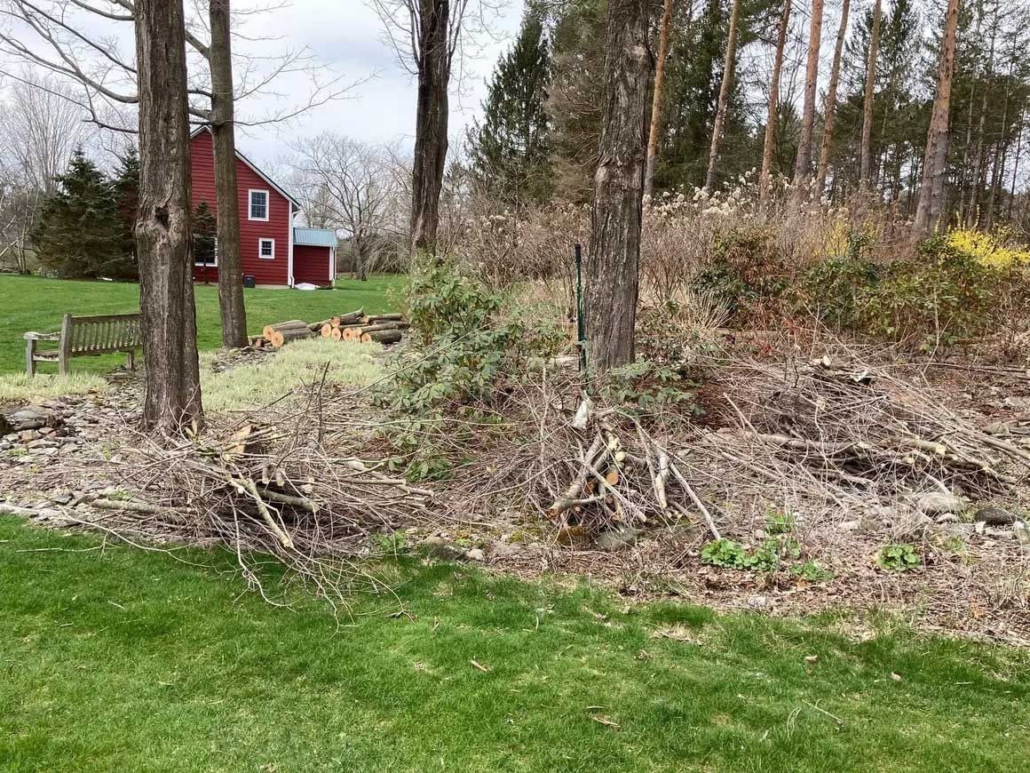 Tree Removal 2