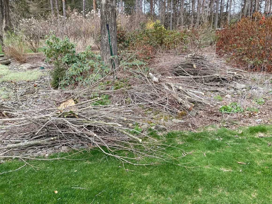 Tree Removal 3