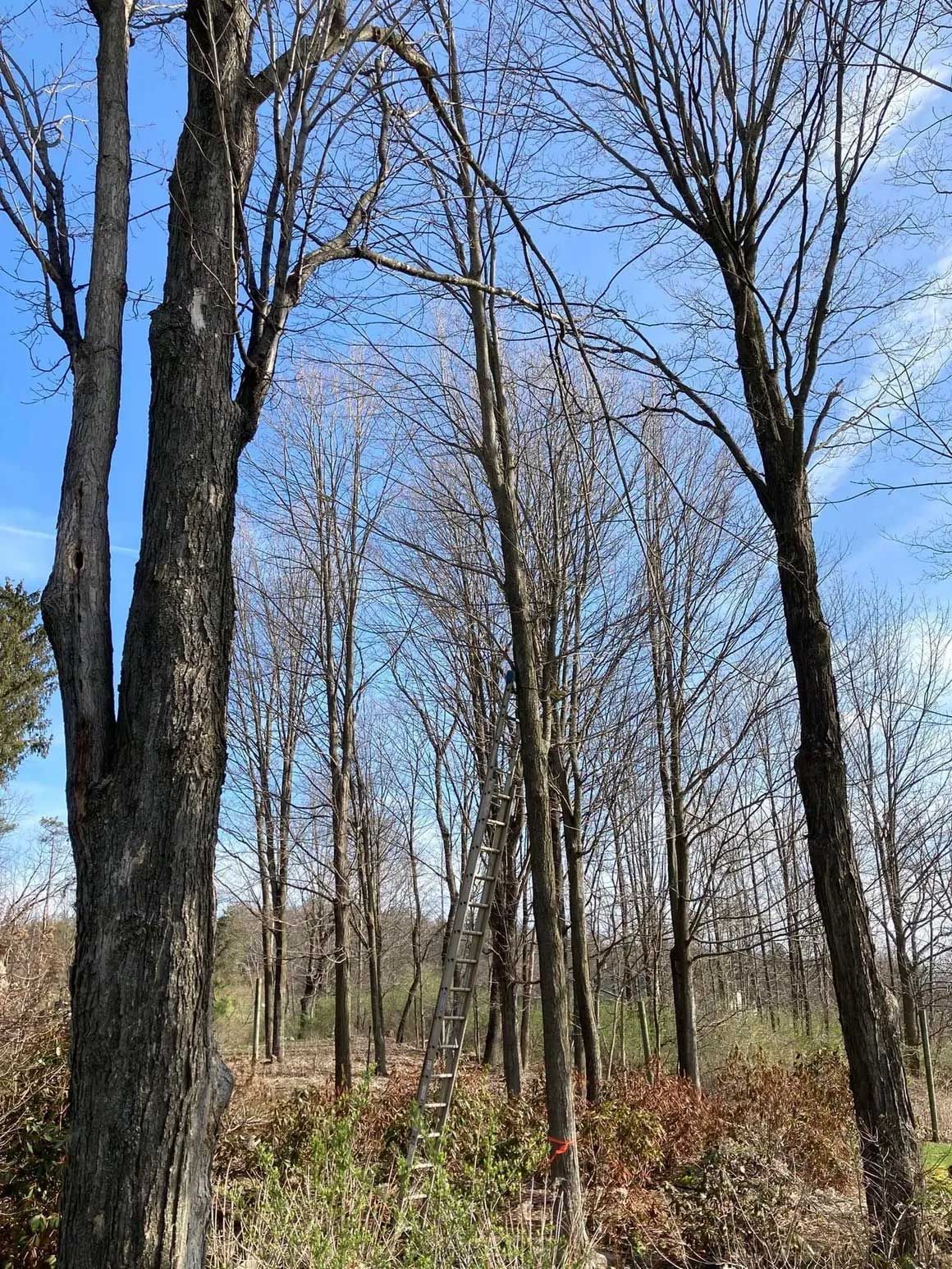 Tree Removal 6