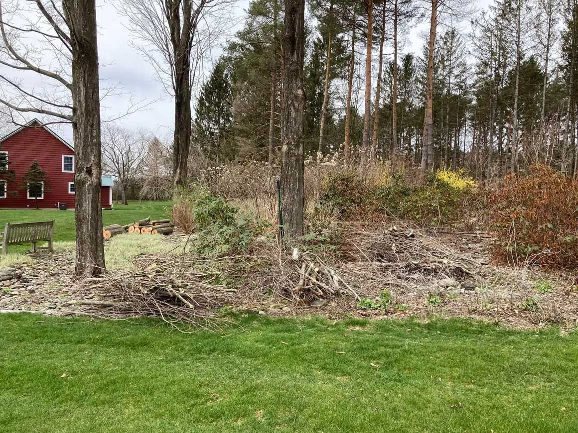 Tree Removal 7
