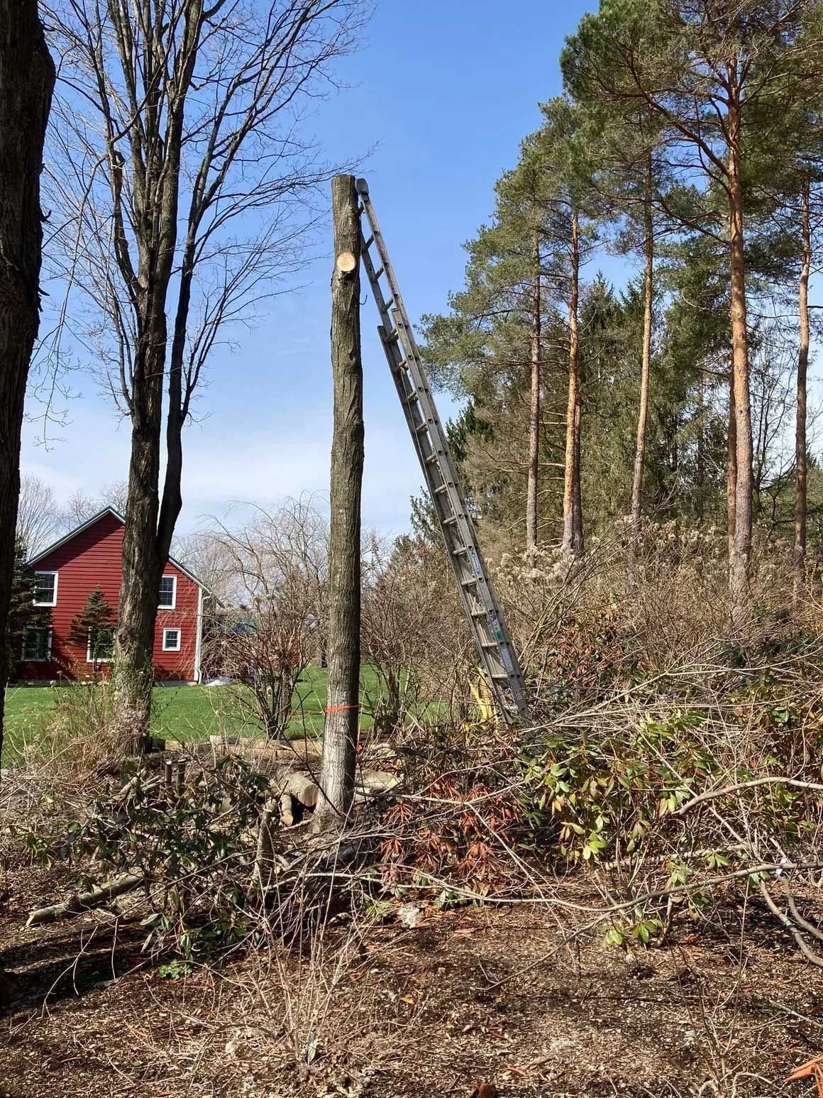 Tree Removal 9